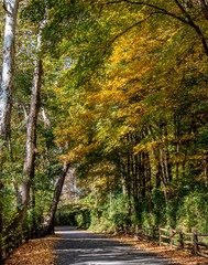 Fall foliage on a tree-covered country lane