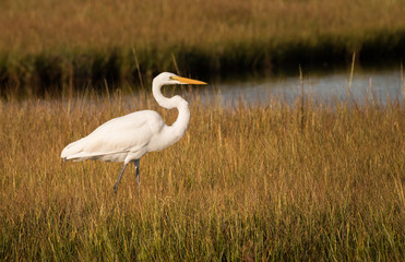 A white egret on the hunt in some marshland along the New Jersey coast