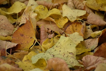 Fall leaves background yellow and brown from Berlin Germany