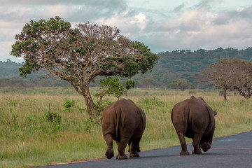 Obraz premium herd of wildebeest