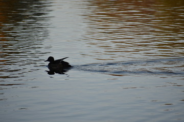 Coot swimming in a pond at schloss Charlottenburg palace in Berlin Germany