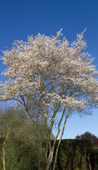 Blühende Felsenbirne