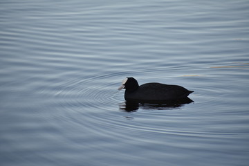 Coot swimming in a pond at schloss Charlottenburg palace in Berlin Germany