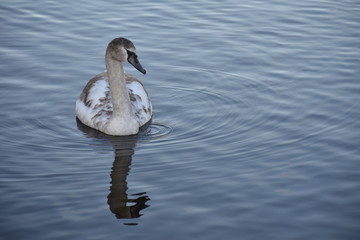 Swan swimming in a pond at schloss Charlottenburg palace in Berlin Germany