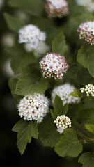 flowers of the forest