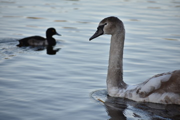 Coot and a swan swimming in a pond at schloss Charlottenburg palace in Berlin Germany