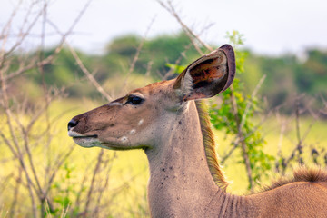 deer in the grass