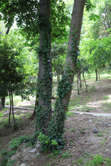 various tree trunks and leaves