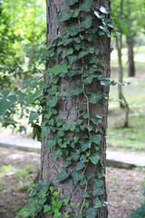 various tree trunks and leaves