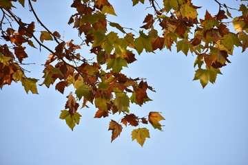 Fall leaves in a blue sky background from Berlin Germany
