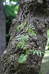 various tree trunks and leaves