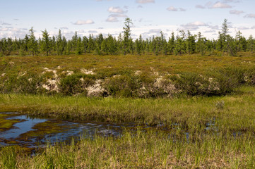 Swamp in the green meadow and forest far away. Marsh, bog,  morass, fen, backwater, mire, slough... Summer