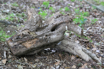 Fototapeta na wymiar various tree trunks and leaves