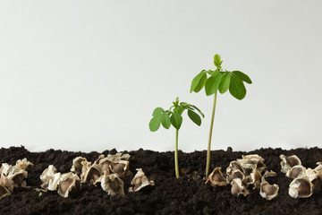 Small Moringa tree and seeds on a ground background - Moringa oleifera