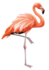 Vector  flamingo bird,  isolated on white.