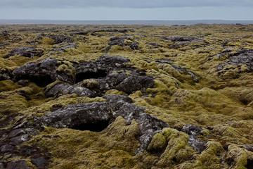Fototapeta na wymiar Iceland. lava fields in the moss.