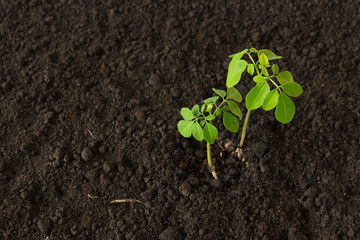 Small Moringa tree on a ground background - Moringa oleifera