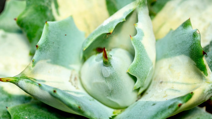 Closeup of  Agave Ohi Raijin, beautiful desert plant