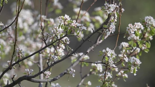 Primavera in fiore video 4K HDR 