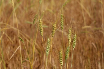 wheat ears close up