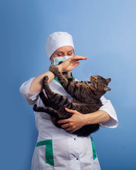 Veterinarian doctor in safety mask with cat