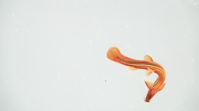 Slow motion. Loach fish isolated on a white screen
