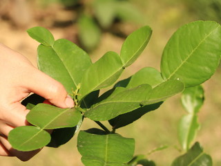 Hands collecting kaffir lime leaves in the garden.Citrus hystrix.