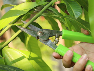 Trim the trees with green scissors. Cut the mango tree branches with scissors.