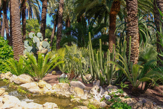 Beautiful cactus garden of the Neobuxbaumia polylopha type