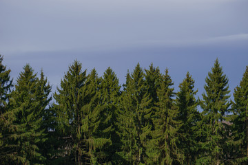 Tops of green spruce trees, beautiful landscape