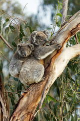 Koala auf dem Rücken der Mutter in einem Eukalyptus-Baum