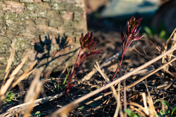 Maroon sprouts and shoots of peony climb through the ground and dry grass in the garden in the spring. Preparing for the growing season outdoors under the open sky in the garden