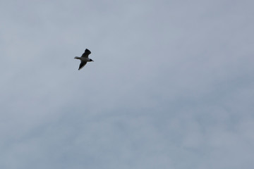 Seagull flies with a blue sky