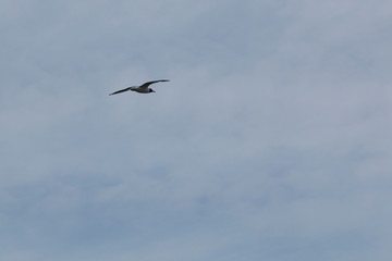 Seagull flies with a blue sky