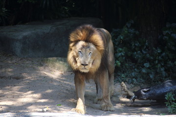 Obraz premium Lion at Khao Kheow Open Zoo, Chon Buri, Thailand
