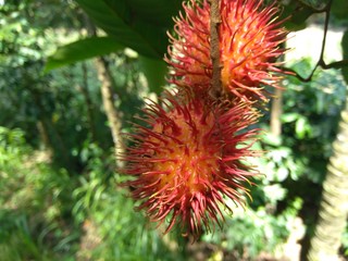 Rambutan (Nephelium lappaceum) with natural background. Rambutan is the exotic fruit fruit from indonesia. Juicy and sweet.