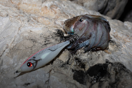 Cuttle fish, Adriatic sea, Dalmatia, Croatia