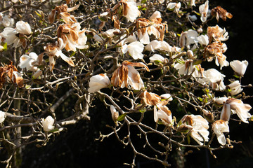 Close up of white flowers of a Magnolia Tree with frost damaged petals, Magnolia grandiflora