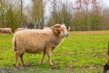 Naklejka premium Goats and sheep strolling and grazing in the winter field Count Versailles, France