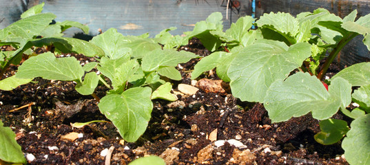 Fototapeta premium radishes