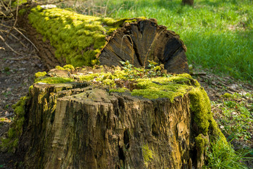 Ein Baumstamm mit Moos