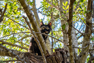 A wild cat on a tree
