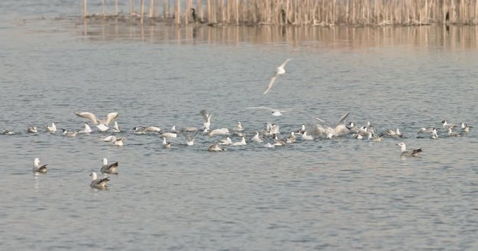 Lots of birds flying over the water. Seabirds in wild life biodiversity of insular ecosystems. Sea birds and island communities, Biodiversity awareness conservation of insular species Delta Vacaresti
