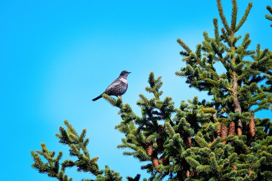 Ringdrossel im Herbst in den Alpen