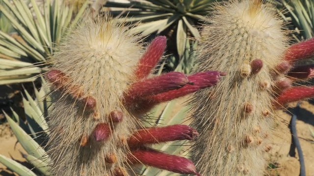 Blooming cholla cactus close up. Cylindropuntia echinocarpas 4k