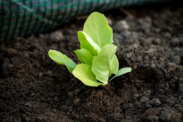 Lettuce seedling planted in the garden