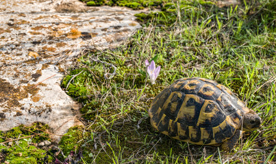 A wild turtle walking in the grass
