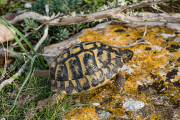 A wild turtle walking in the grass