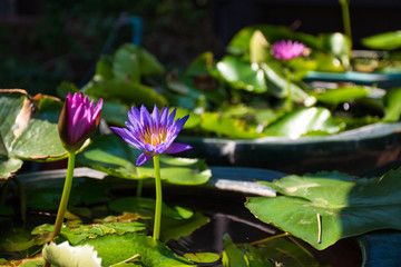 Amazing stunning beautiful colorful ceramic products with many different shapes in the garden of the Tao Hong Tai Ceramics Factory in Ratchaburi, Thailand