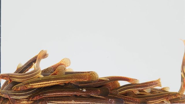 Slow motion. Loach fish isolated on a white screen
